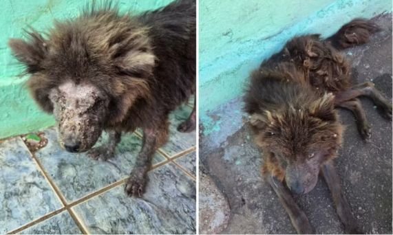 Polícia resgata chow-chows em estado grave e prende tutora em Goiânia
