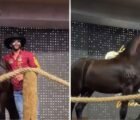 Gusttavo Lima doa R$ 1,1 milhão arrecadado em leilão de égua a hospital em Goiás