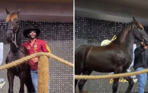 Gusttavo Lima doa R$ 1,1 milhão arrecadado em leilão de égua a hospital em Goiás