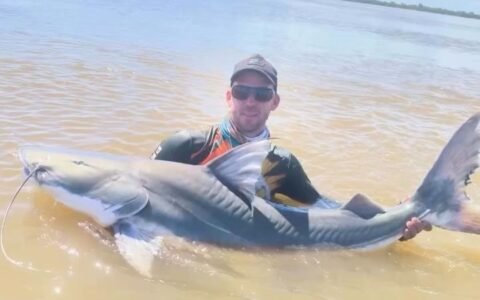 Pescador goiano registra captura de piraíba gigante no Araguaia