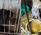 Operação resgata 23 animais e prende responsáveis de pet shop em Goiânia