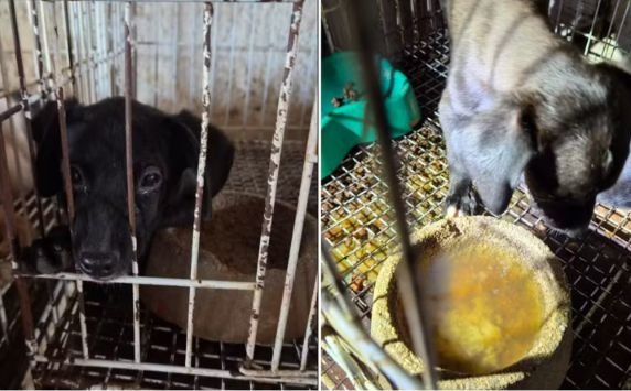 Operação resgata 23 animais e prende responsáveis de pet shop em Goiânia