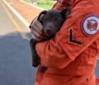 Cachorro é salvo de bueiro em Jataí e resgate termina com adoção
