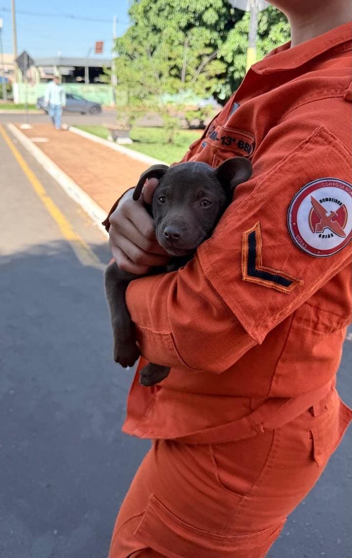 Cachorro é salvo de bueiro em Jataí e resgate termina com adoção