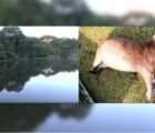 Quatro capivaras são encontradas mortas em lago de Goiânia