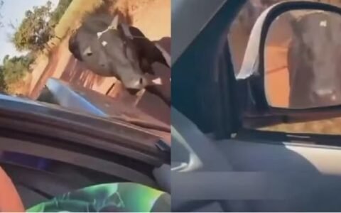 Vídeo de homem arrastando boi com caminhonete leva polícia a abrir investigação em Goiás
