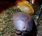 Cágados são achados mortos com ferimentos às margens de lago em Jataí