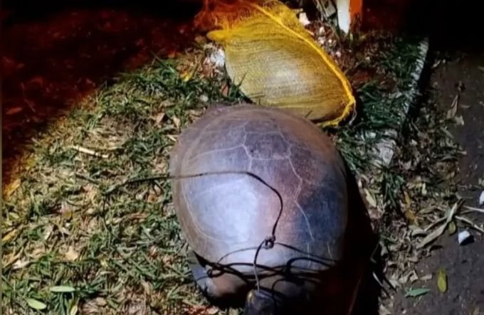 Cágados são achados mortos com ferimentos às margens de lago em Jataí