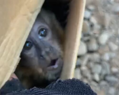 Motorista é preso com 39 animais silvestres em caixas na GO-139