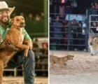 Após viralizar em rodeio, cachorro caramelo encontra um novo lar em Goiás