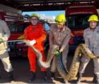 Bombeiros retiram sucuri gigante de mata próxima a bairro em Goiás