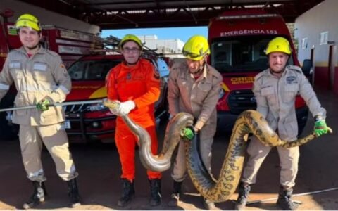 Bombeiros retiram sucuri gigante de mata próxima a bairro em Goiás
