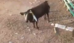 Festa tradicional termina com morte após ataque de touro