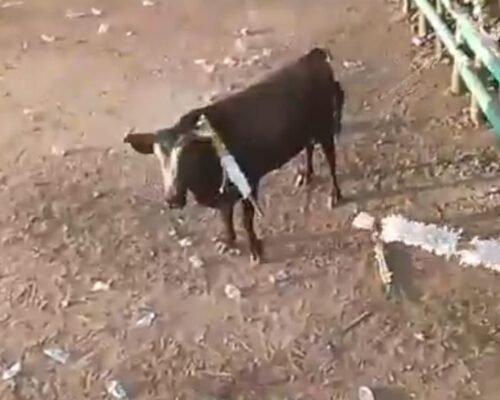 Festa tradicional termina com morte após ataque de touro
