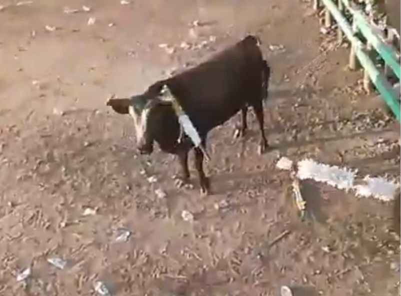 Festa tradicional termina com morte após ataque de touro