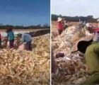 Promessa de salário de até R$ 10 mil acaba em resgate de 55 trabalhadores em Goiás