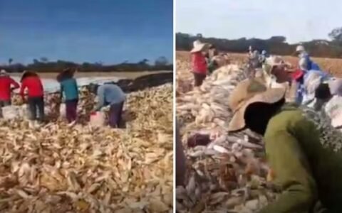 Promessa de salário de até R$ 10 mil acaba em resgate de 55 trabalhadores em Goiás
