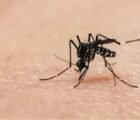 Goiânia confirma 709 casos de chikungunya e alta chega a 609%