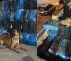 Cristalina tem maior apreensão de skunk do Brasil em 2026