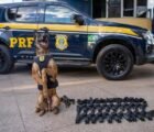 Konan, cão da PRF, descobre 20 pistolas em ônibus que partiu de Goiânia