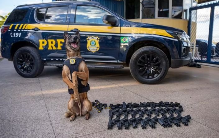 Konan, cão da PRF, descobre 20 pistolas em ônibus que partiu de Goiânia