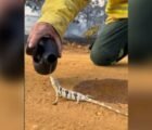 Lagarto recebe água de brigadista após fugir de incêndio em GO