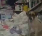 Cachorro passa a noite em farmácia e destrói fraldas