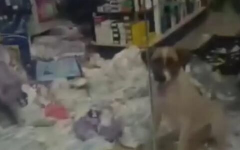 Cachorro passa a noite em farmácia e destrói fraldas