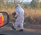 Abelhas atacam animais e assustam moradores em Caldas Novas
