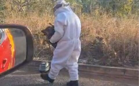 Abelhas atacam animais e assustam moradores em Caldas Novas