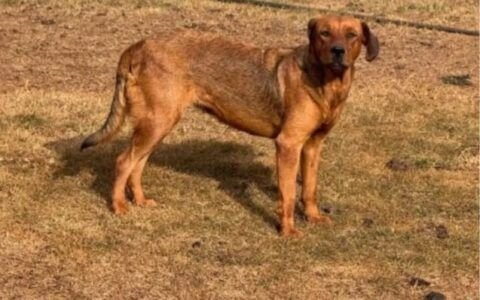 Adota RV reúne cães e gatos à espera de uma família em Rio Verde