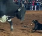 Em Goiás, cadela desafia touro e movimenta arena de rodeio