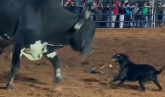 Em Goiás, cadela desafia touro e movimenta arena de rodeio