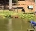 Banho em lago de Goiânia termina com abordagem da GCM