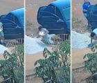 Bolo de aniversário acaba no chão antes de festa em Goianira; assista