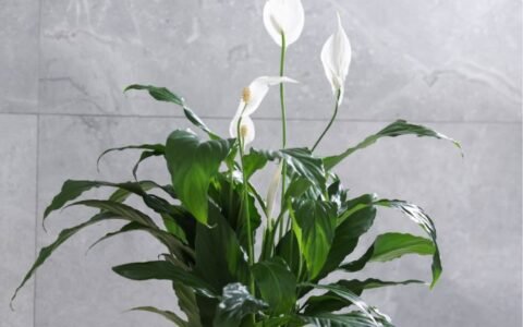Bazar reúne plantas e itens de jardinagem em Aparecida de Goiânia