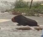 Motorista confunde tronco com capivara durante temporal em Goiânia