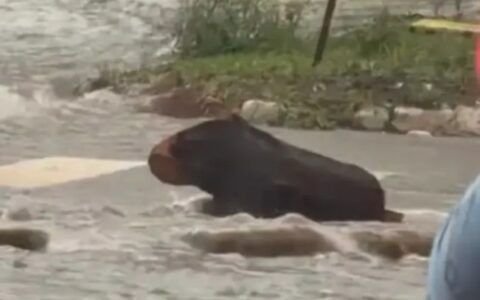 Motorista confunde tronco com capivara durante temporal em Goiânia