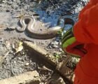 Sucuri gigante aparece em quintal e mobiliza bombeiros em Itumbiara