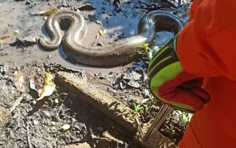 Sucuri gigante aparece em quintal e mobiliza bombeiros em Itumbiara
