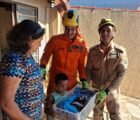 Bombeiros resgatam três filhotes de gato presos em casa em Piracanjuba