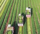 Recuperação judicial no agro cai no Brasil, mas Goiás soma 84 pedidos
