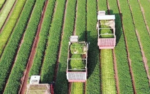 Recuperação judicial no agro cai no Brasil, mas Goiás soma 84 pedidos