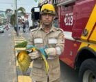 Arara-canindé fica pendurada em cabos de internet e mobiliza bombeiros em Minaçu