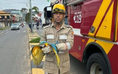 Arara-canindé fica pendurada em cabos de internet e mobiliza bombeiros em Minaçu