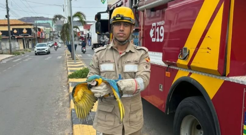 Arara-canindé fica pendurada em cabos de internet e mobiliza bombeiros em Minaçu